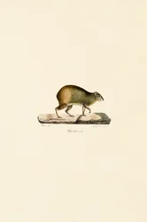 Agouti środkowoamerykański (samiec)