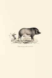 Chińska świnia domowa