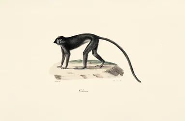 Małpa Colobus (Colobus guereza)