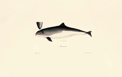 Delfin butlonosy