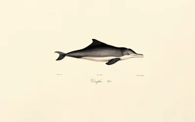 Delfin zwyczajny (Delphinus delphis)