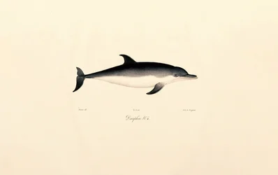 Delfin zwyczajny