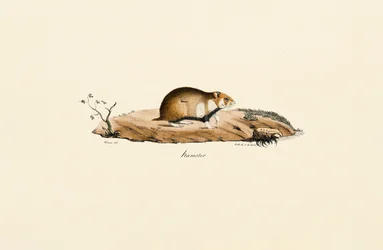 Chomik zwyczajny