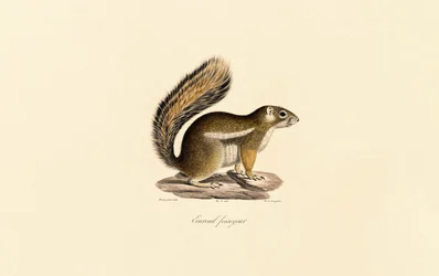 Wiewiórka wschodnia