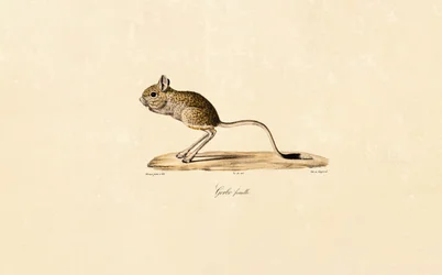 Gerbil egipski (samica)