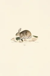 Królik europejski (Lapin)