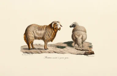 Owca z grubym ogonem