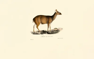 Samica indyjskiego Muntjac (Deer Hind)