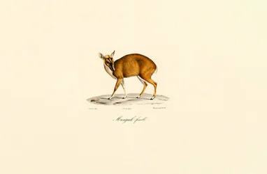 Samica Muntjac