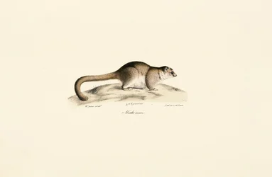 Szara mysz lemur