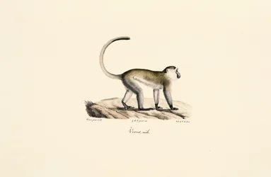 Małpa zielona (Chlorocebus sabaeus)