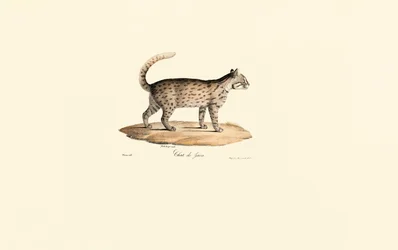 Kot lamparci (Prionailurus bengalensis)