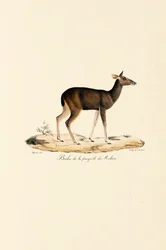 Jeleń malajski