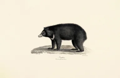 Malajski niedźwiedź słoneczny