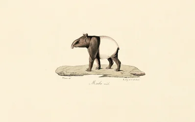 Tapir malajski
