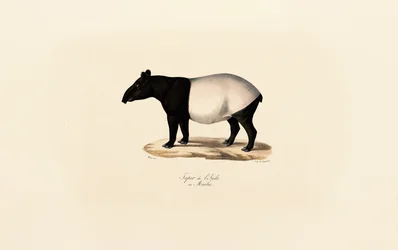 Tapir malajski
