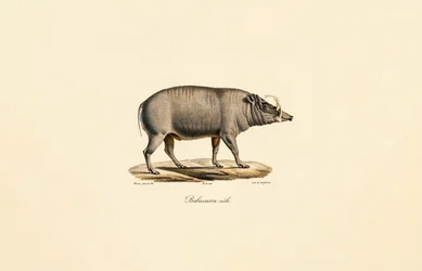 Mężczyzna Babirusa
