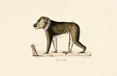 Samiec pawiana Gelada