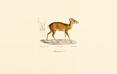 Samiec Muntjac