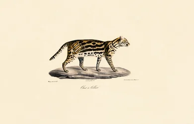 Margay Cat