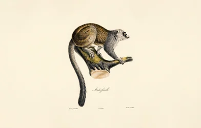 Lemur mangusta (samica)
