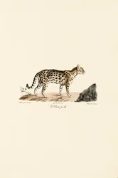 Ocelot, samica