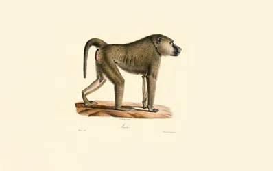Pawian oliwkowy