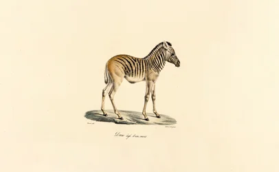 Jednoroczna zebra górska