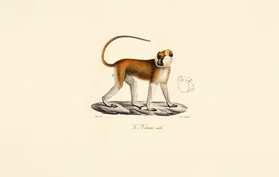 Małpa Patas (mężczyzna)