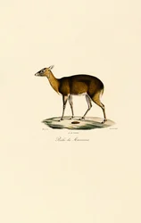 Filipiński jeleń plamisty (Visayan Spotted Deer)