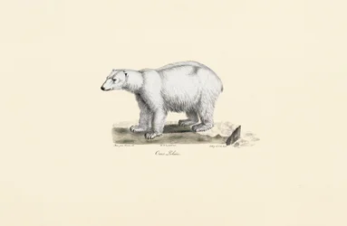 Niedźwiedź polarny