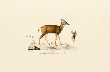 Antylopa Pronghorn