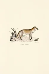 Lis pospolity (Vulpes vulpes)