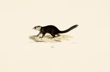 Vontsira pierścienioogonowa