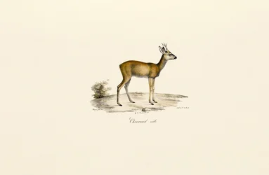 Sarna Buck