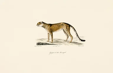 Senegal Gepard