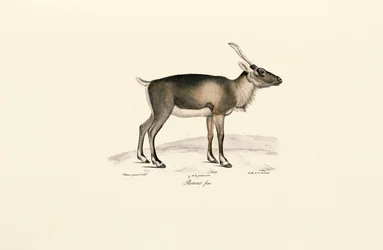Jeleń syberyjski piżmowy (Moschus moschiferus)