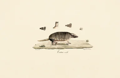 Pancernik sześciopasmowy (samiec)
