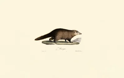 Coati z Ameryki Południowej