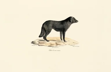 Skunks południowoamerykański