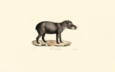 Tapir południowoamerykański