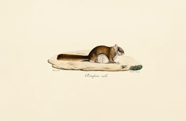 Latająca wiewiórka południowa (samiec)