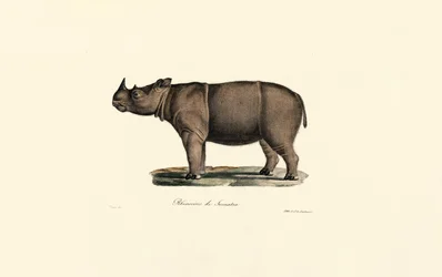 Nosorożec sumatrzański