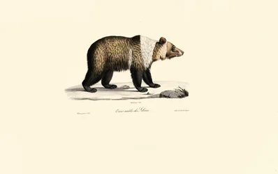 Syryjski niedźwiedź brunatny (Ursus arctos syriacus)