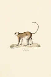 Małpa Vervet (Malbrouck)