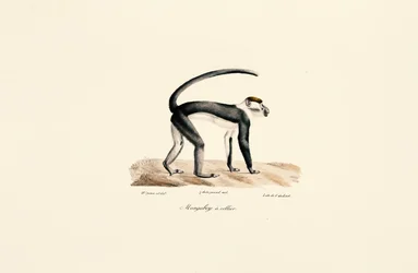 Mangusta białolica (Cercocebus torquatus)