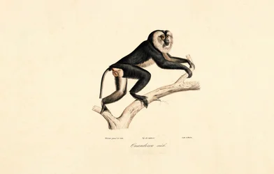 Mangabey białolicy (samiec)