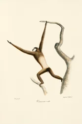 Gibbon białoręki (Hylobates lar)