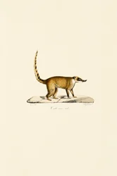 White-nosed Coati (samiec)