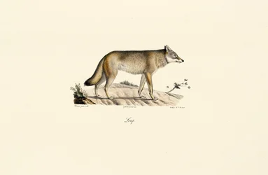 Wilk (Canis lupus)